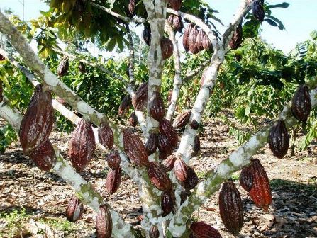 Bő hozamú kakaófa Ecuadorban forrás: Sachagold