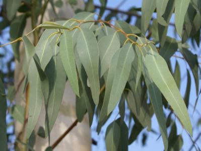 Eukaliptusz fa. forrás: Wikimedia, Conclude Zrt.